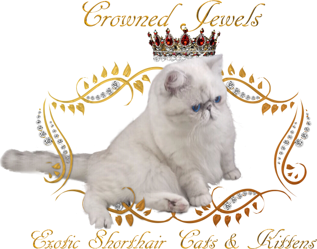 Crowned Jewels Exotic Shorthairs